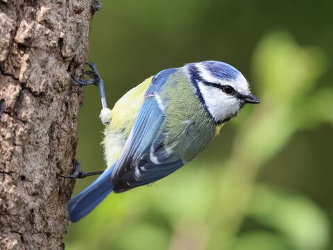 Blue tit in a tree