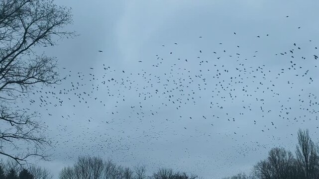 Crow flock circling high above naked branches. crows silhouettes crossing dull sky. Rapid crow movement shapes dynamic pattern in chilly landscape, wild bird scene, atmospheric natural background.