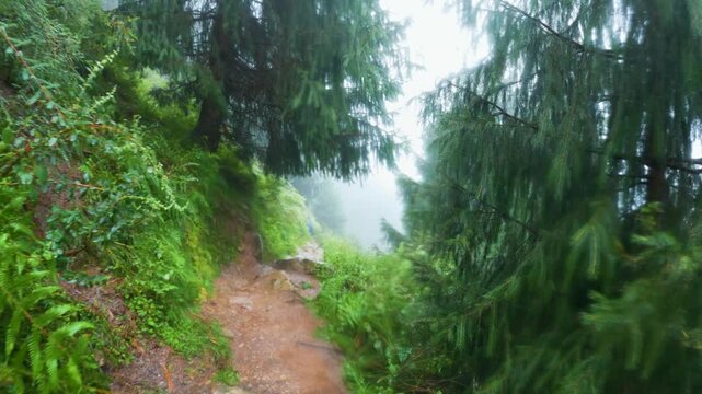 Hiking in a forest trail on a rainy day near Jogini waterfall in Manali, Himachal Pradesh, India. Natural Environment with green trees in forest. Adventure and travel lifestyle concept.