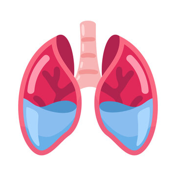 Illustration of Human Lungs with Detailed Anatomical Features for Educational Purposes