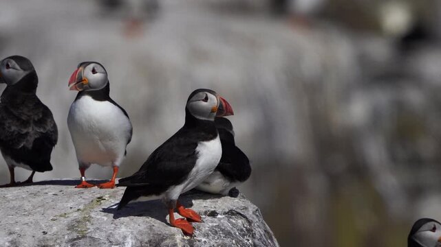 A group of adult Atlantic puffin (Fratercula arctica) standing on the rocks in summer