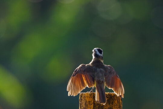 Great Kiskadee (Pitangus sulphuratus) spreading wings on a post, backlit by warm golden light illuminating rufous wing feathers, tropical forest background, Panama.