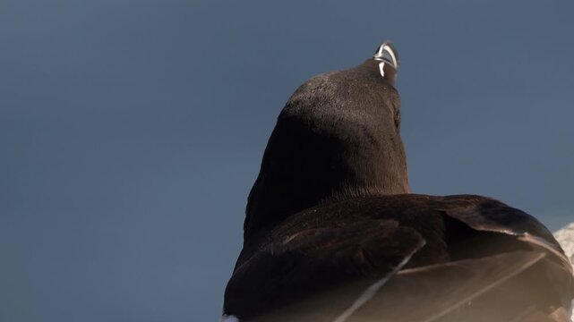 A close-up of the back of an adult razorbill (Alca torda)