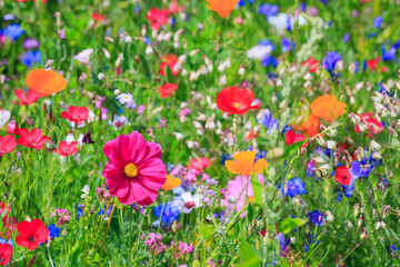 Obraz premium Colorful flowers bloom in a field during springtime, bringing life to the landscape under the sunny sky