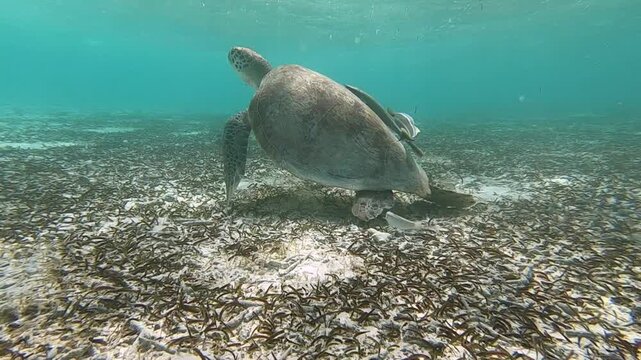 The green sea turtle (Chelonia mydas) with cleane fish is greazing on seagrass. Green sea turtles have a variety of parasites including barnacles, leeches, protozoans, cestodes, and nematodes.