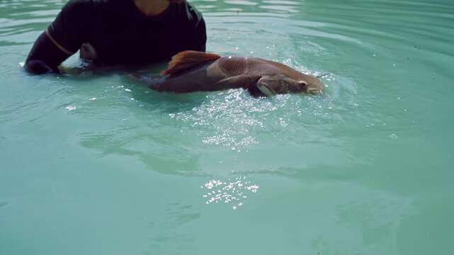 Close View Of Redtail Catfish Held In Water By Angler Hands With Gentle Ripples Around, Catch And Release Fishing