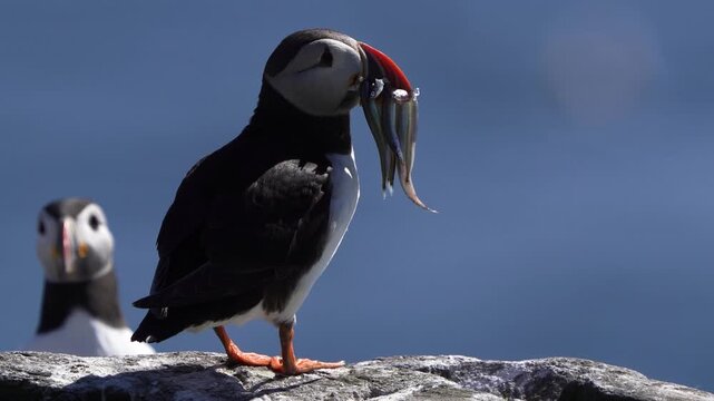 An adult Atlantic puffin (Fratercula arctica) standing and sitting on a rock with several fishes in its beak
