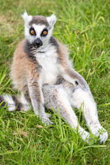 Lemury to grupa prymitywnych naczelnych (małpiatek), które w naturze występują wyłącznie na Madagaskarze oraz pobliskich Komorach.  © Jarekfoto