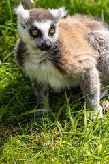 Lemury to grupa prymitywnych naczelnych (małpiatek), które w naturze występują wyłącznie na Madagaskarze oraz pobliskich Komorach.  © Jarekfoto