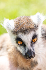 Lemury to grupa prymitywnych naczelnych (małpiatek), które w naturze występują wyłącznie na Madagaskarze oraz pobliskich Komorach.  © Jarekfoto