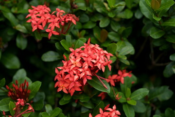 Fototapeta premium Close-up of vibrant red Ixora coccinea flowers blooming with lush green leaves in a tropical garden.