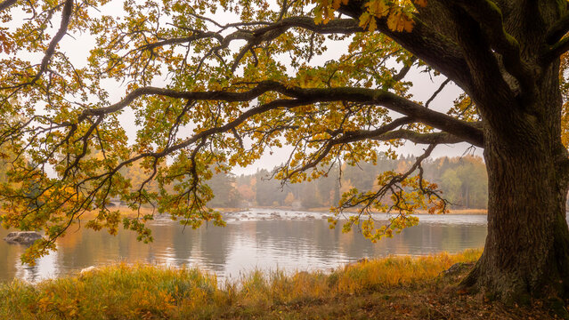 Swedish river and natural saalmon area in autumn. Farnebofjarden natinal park in north of Sweden.
