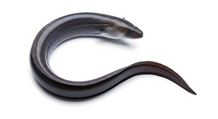 Obraz premium An eel gracefully curves against a simple backdrop