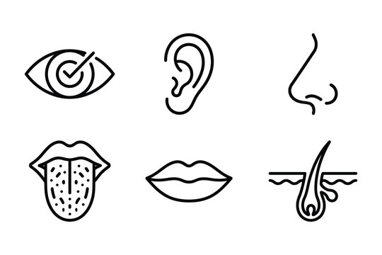 Human sensory and facial feature icon set showing eye ear nose tongue lips and skin follicle in line art with features, follicle