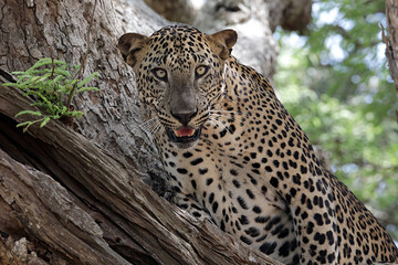 close up of leopard © Prasanna