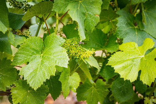 Grape vines grow in a vineyard during spring in a sunny location with green leaves and budding flowers