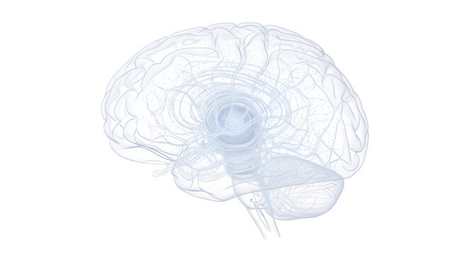 A detailed vector illustration of a human brain with transparent and intricate design