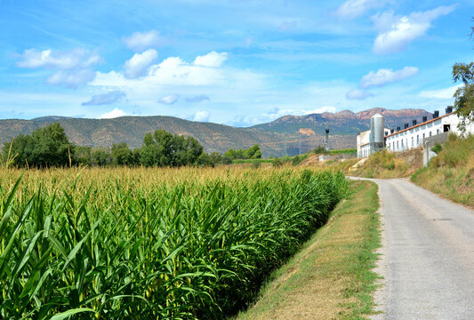 Agricultural landscape with corn field, grain storage silo and mountains in Lleida, Catalonia.