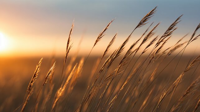 Golden wheat fields at sunrise nature photography tranquil environment captivating viewpoint