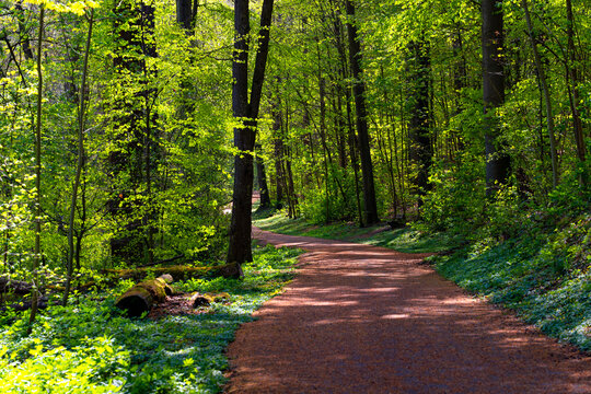 An idyllic hiking and forest trail through a mixed forest of beech and oak trees on a sunny spring day in Iserlohn (Sauerland, Germany) in April, with a play of light and shadow. Fresh green foliage.