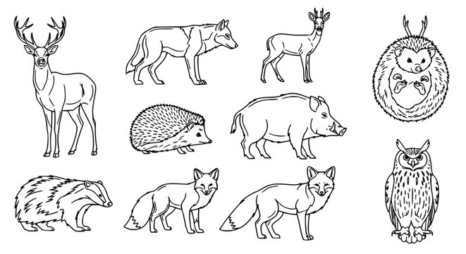 Black and white line illustration of various forest animals