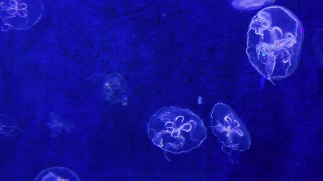 Few jellyfish aurelia aurita, slow swimming in blue waters, Underwater photography of jellyfish in their natural environment. 4k footage