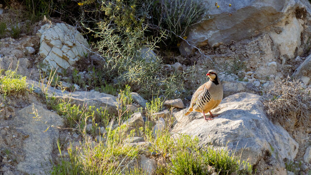 Chukar Partridge (Alectoris chukar) perched on a rock in the Cyprus countryside