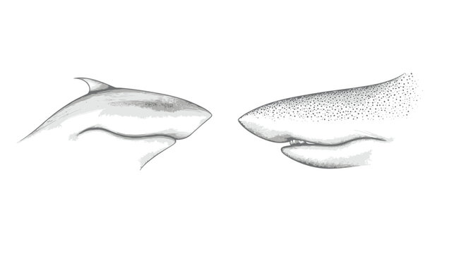Side profile illustrations of a shark's head, showing skin texture and dorsal fin detail