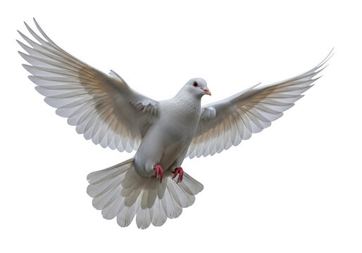 A white dove in mid-flight with outspread wings isolated on transparent background