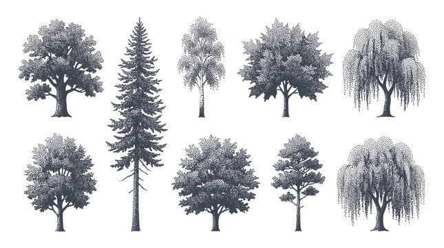 Set of Trees Elevation View for Architectural Drawings