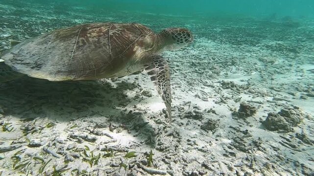 The green sea turtle (Chelonia mydas) with cleane fish is greazing on seagrass. Green sea turtles have a variety of parasites including barnacles, leeches, protozoans, cestodes, and nematodes.