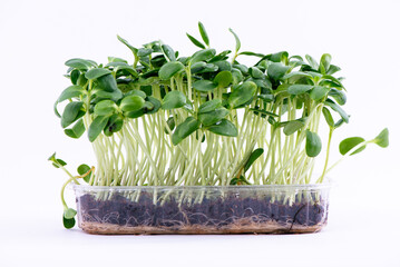 Naklejka premium Organic Sunflower Microgreens Sprouts Growing against White Background. Healthy edible sprouts rich in nutrients, ideal for concepts of organic food, urban farming and healthy nutrition.