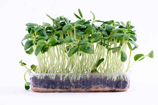 Organic Sunflower Microgreens Sprouts Growing against White Background. Healthy edible sprouts rich in nutrients, ideal for concepts of organic food, urban farming and healthy nutrition.