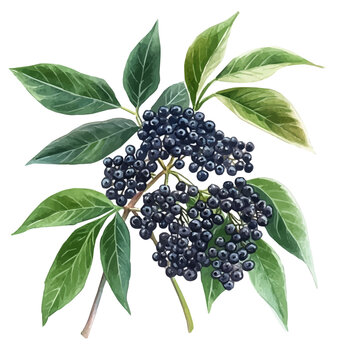Elderberry, soft and charming watercolor, isolated on a white background, delicate and elegant style.