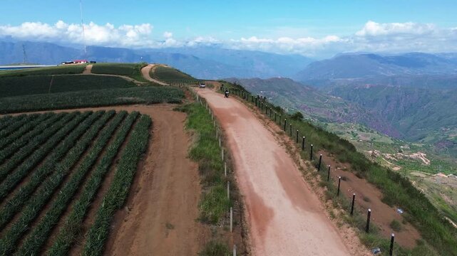 Aerial view of a pineapple plantation on a hilltop with a rural road and mountain background