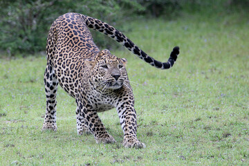leopard in Laziness © Prasanna
