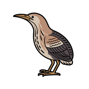 Simple bittern bird flat vector illustration for wildlife design
