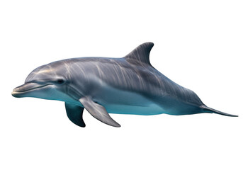Fototapeta premium Graceful dolphin swimming elegantly through clear ocean waters isolated on transparent background