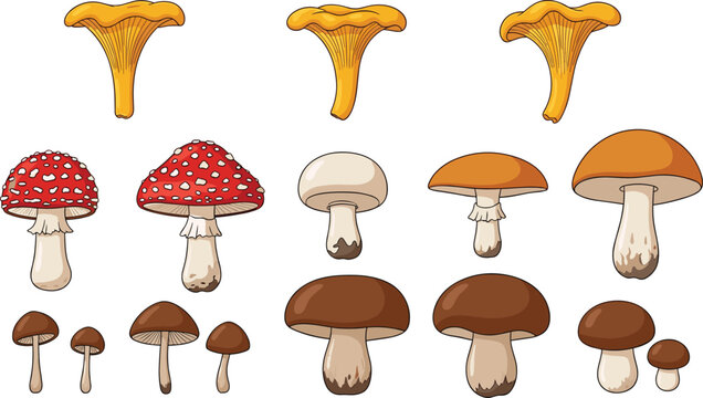 Mushroom Variety Collection with Chanterelle, Amanita, and Boletus Fungi for Botanical Design and Vector Illustration Set.