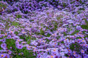 Obraz premium Fields filled with purple flowers during spring season in a garden showing nature's beauty and diversity