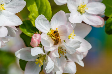 Obraz premium Bee gathers nectar from white apple blossoms in springtime garden with vibrant colors