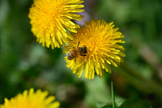 Bee on yellow dandelion blossom. Apiformes with pollen on Taraxacum sect. Ruderalia blossom.