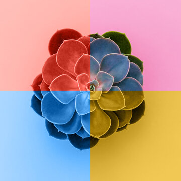 Bright succulent plant displayed on a colorful background during daylight hours