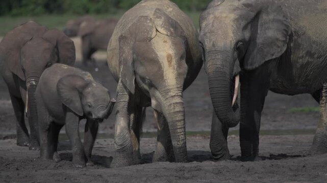 African forest elephant