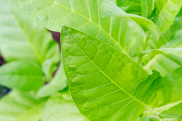 Fototapeta premium Close look at green leaves in a garden during daytime showcasing texture and details of the plants