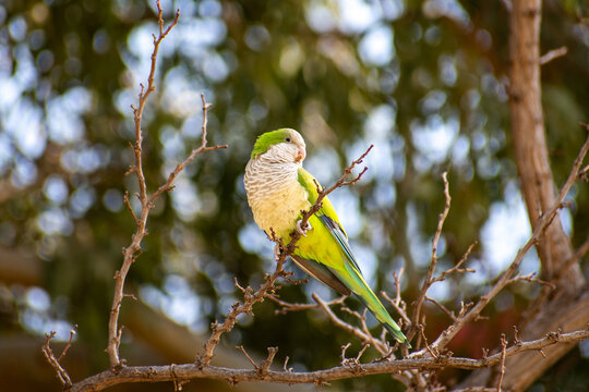 A Green Monk Parakeet perched on a tree branch at the  Zappeion Gardens in Athens, Greece.