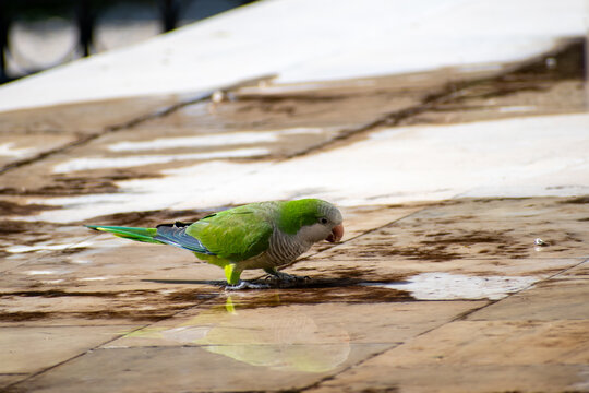 A Green Monk Parakeet drinking water at the  Zappeion Gardens in Athens, Greece.
