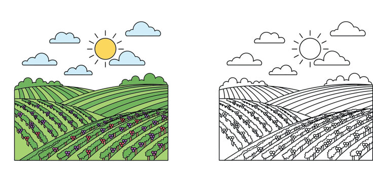 Rolling vineyard hills landscape with grape vines and sun, colored and black and white outline versions for kids coloring book, rural farm scenery vector illustration for education.