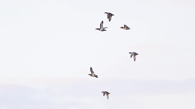 Flock of Wild Ducks Flying in the Clear Sky in Slow Motion