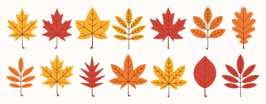Autumn Leaves Collection Vector Illustration Keywords: autumn, fall, leaves, maple, oak, rowan